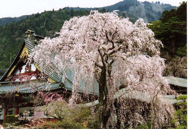 【静岡県内発】 樹齢400年!身延山しだれ桜と5品種堪能!南アルプス いちご狩り食べ放題1